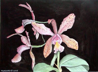 xlancaster_gardens_orchid.jpg