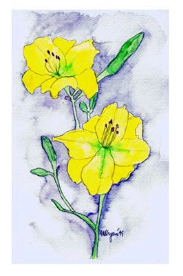 yellow_hermerocallis.jpg