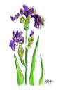 curly_purple_iris